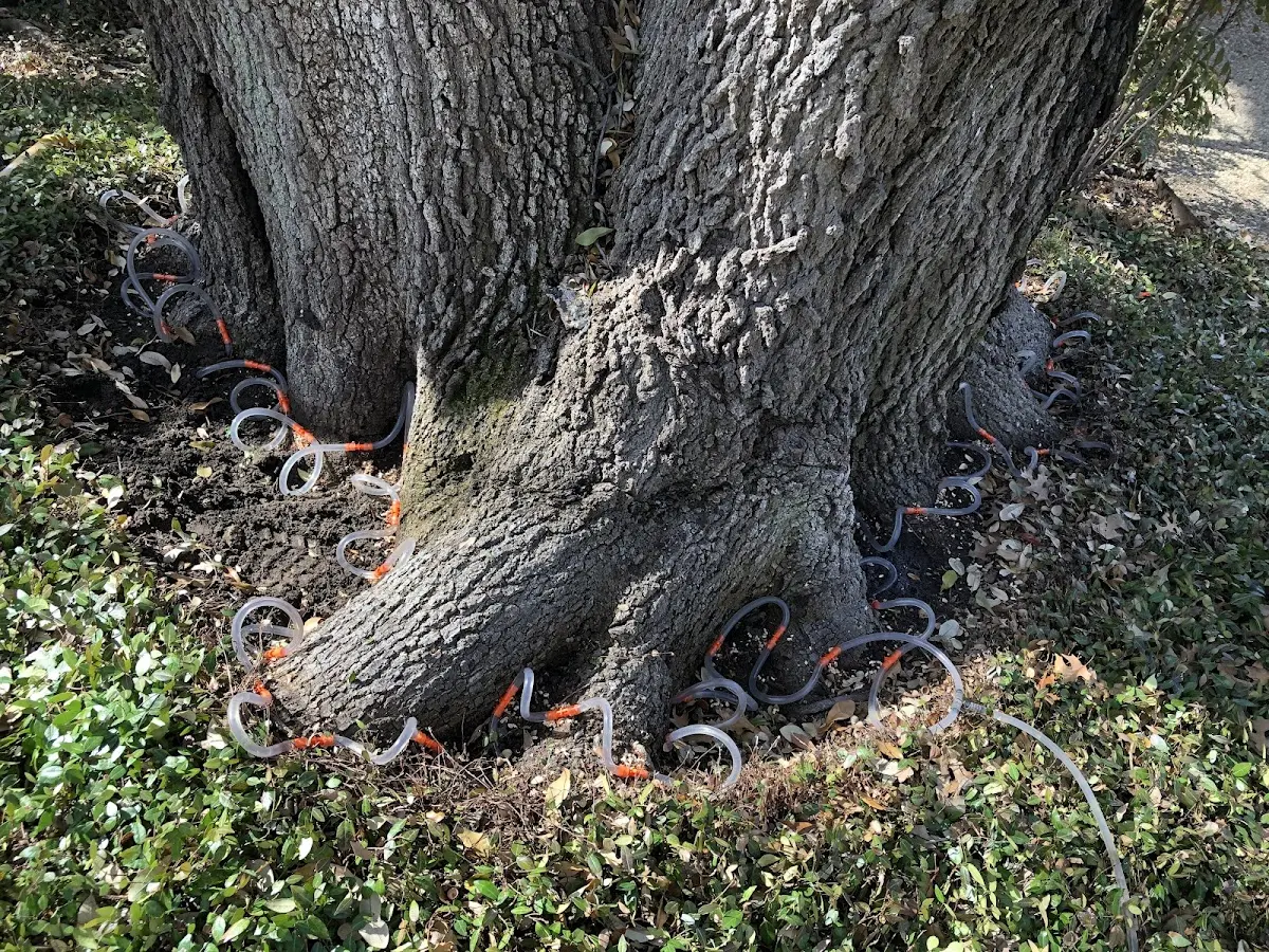 Detailed Tree Cabling and Bracing job site in Buffalo